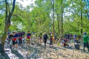 Bourbon Offshore Mangrove Planting 11