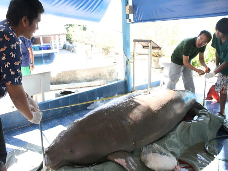 Dead Dugong 3