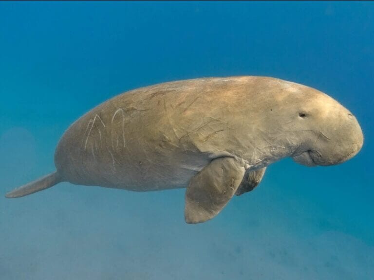 Underwater full photo of an adult dugong (sea cow) in Thailand