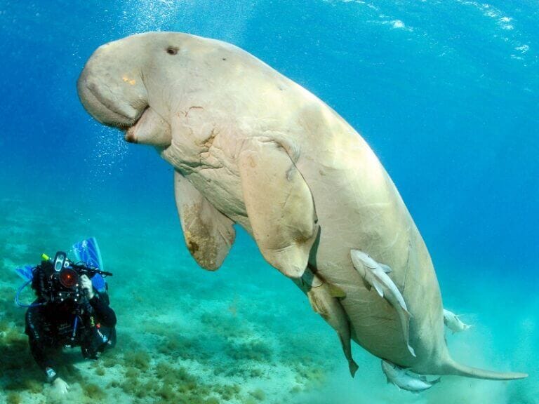 Dugong 16 b