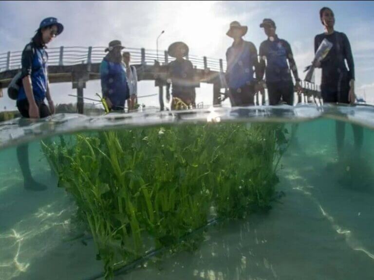 Photo of marine staff standing in water with newly planted sea grass in front of them