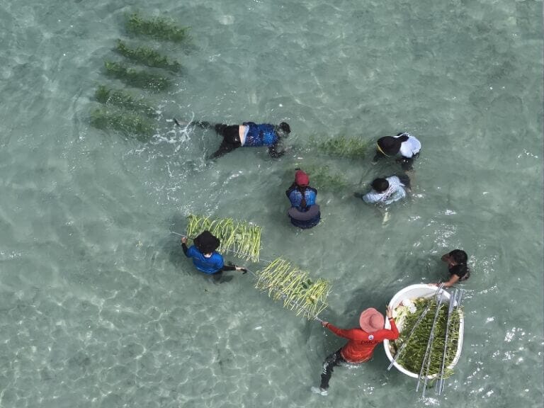 Aerial photo of marine staff planting vegetables in the sea for sea cows to eat