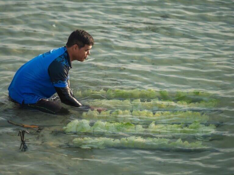 Photo of a Phuket Marine Dept. staff member planing alternative food sources (vegetables) for starving dugong (sea cows).