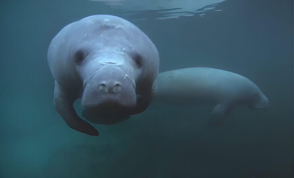 Underwater close-up shot of a Thai dugong (sea cow), with another one in the background.