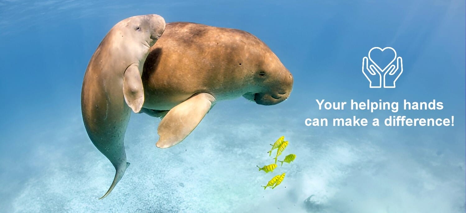 Photo of a Dugong (sea cow) mother and calf swimming together, with very cute "smiles" on their faces