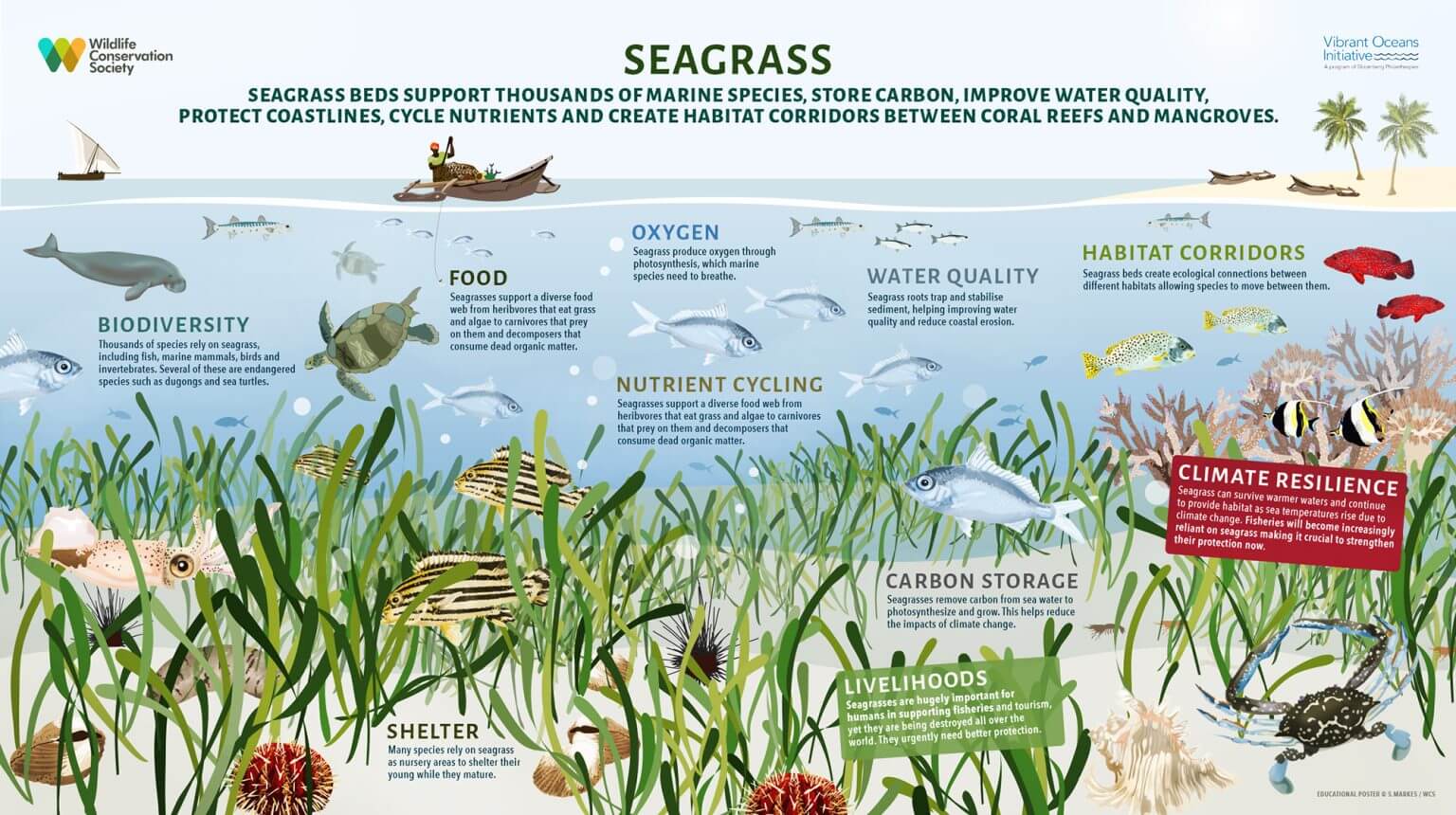 Seagrass benefits best